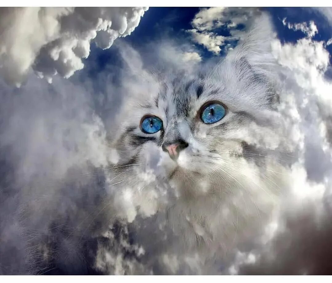 Кот облачко. Котик в облаках. облако кошка. кот из облаков. облако в виде кота.