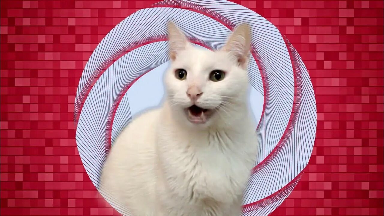Кот который поет. Котик поëт беливер. кошка поет. дракон и кошка. cats covers.