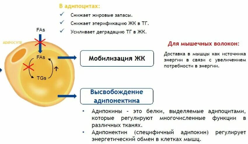 Клетка жира состав