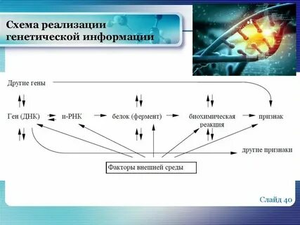 Реализация наследственной информации в признак