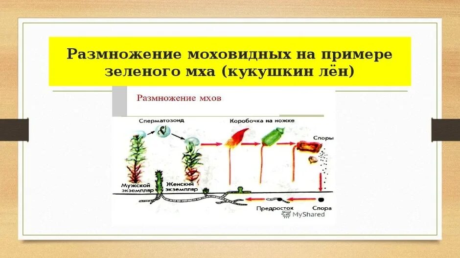 Почему для размножения мхов нужна вода. Размножение мха Кукушкин лен схема биология 7 класс. Размножение Кукушкина льна схема 7 класс. Размножение мха Кукушкин лен цикл развития 5 класс. Размножение мха Кукушкин лен цикл развития.