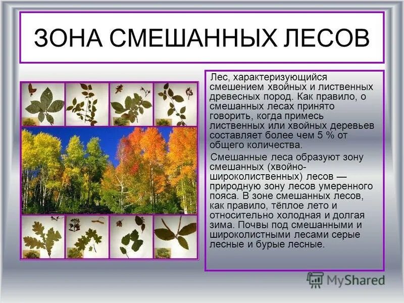 способны образовывать обширные леса характеризуются