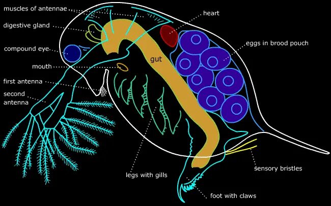 Жизненный цикл дафнии схема. Жц дафнии. Жизненный цикл дафнии схема. На рисунке изображен жизненный цикл рачка дафнии. Жизненный цикл дафнии партеногенез.
