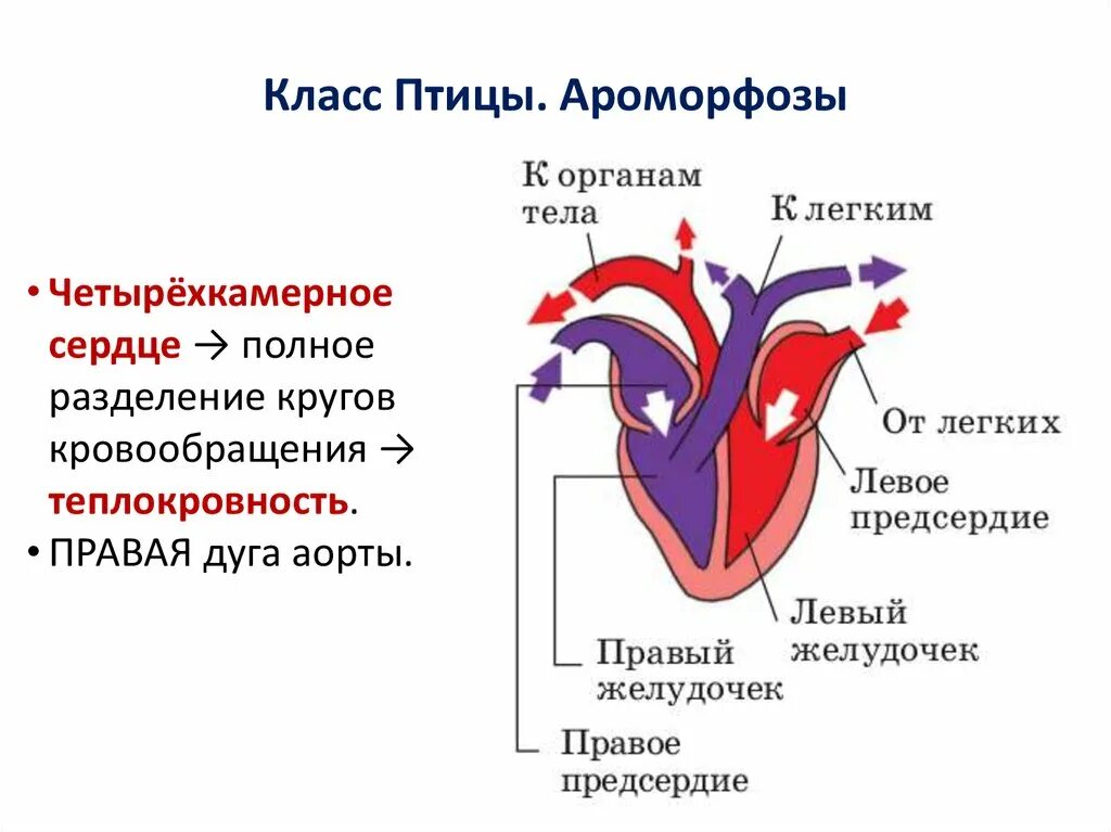 Какая кровь в сердце у млекопитающих. Схема строения сердца птиц. Схема строения сердца курицы. Строение сердца схема четырехкамерное. Сердце птиц.