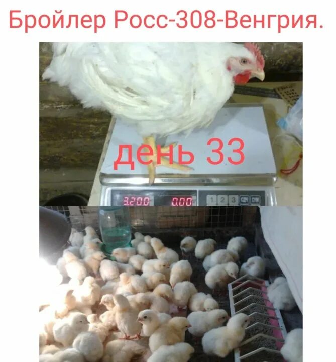 Бройлер росс 308 описание фото отзывы. Бройлер росс 308 венгрия. урюпинский супербройлер.
