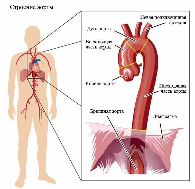 Сосуды нисходящей аорты. Строение восходящего отдела аорты. грудной отдел аорты анатомия. дуга аорты анатомия человека. восходящий и нисходящий отдел аорты.