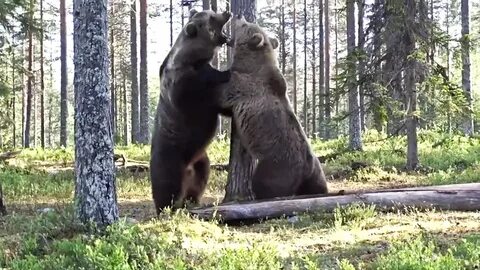 Бои медведя видео