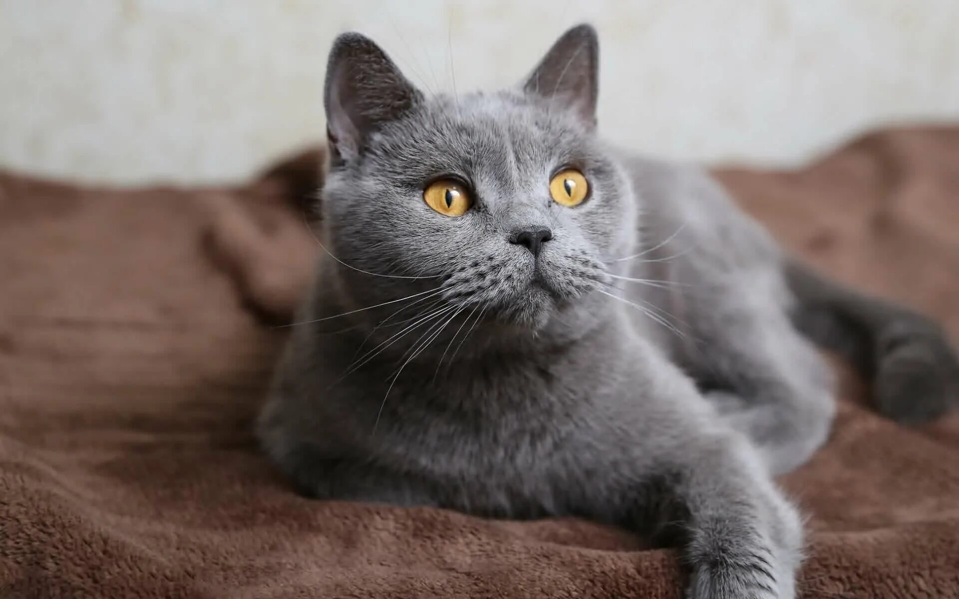 Какие серые коты