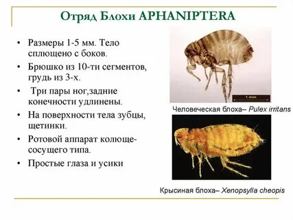 Блоха среда обитания