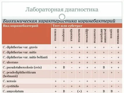 Enterobacteriaceae норма в мазке