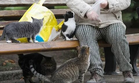 Кошка дает человеку