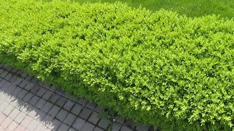 Самшит видео