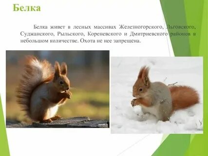 Животном обитающем в твоем регионе