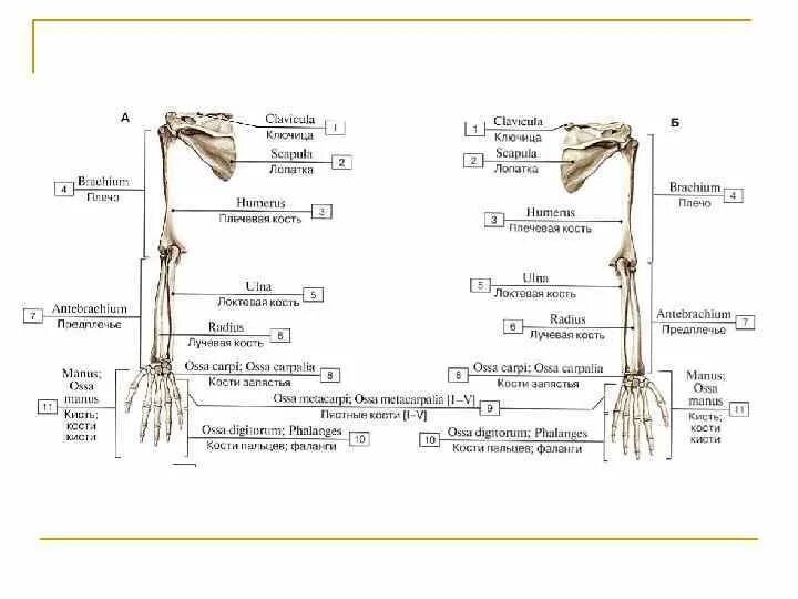 Анатомия верхней конечности. Верхние конечности анатомия латынь. Кости верхней конечности анатомия на латыни. Строение верхней конечности на латыни. Пояс верхних конечностей анатомия латынь.