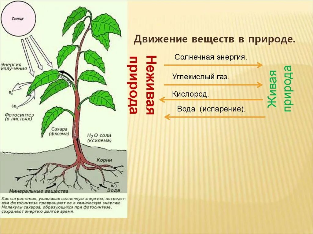 Вода минеральные вещества листья