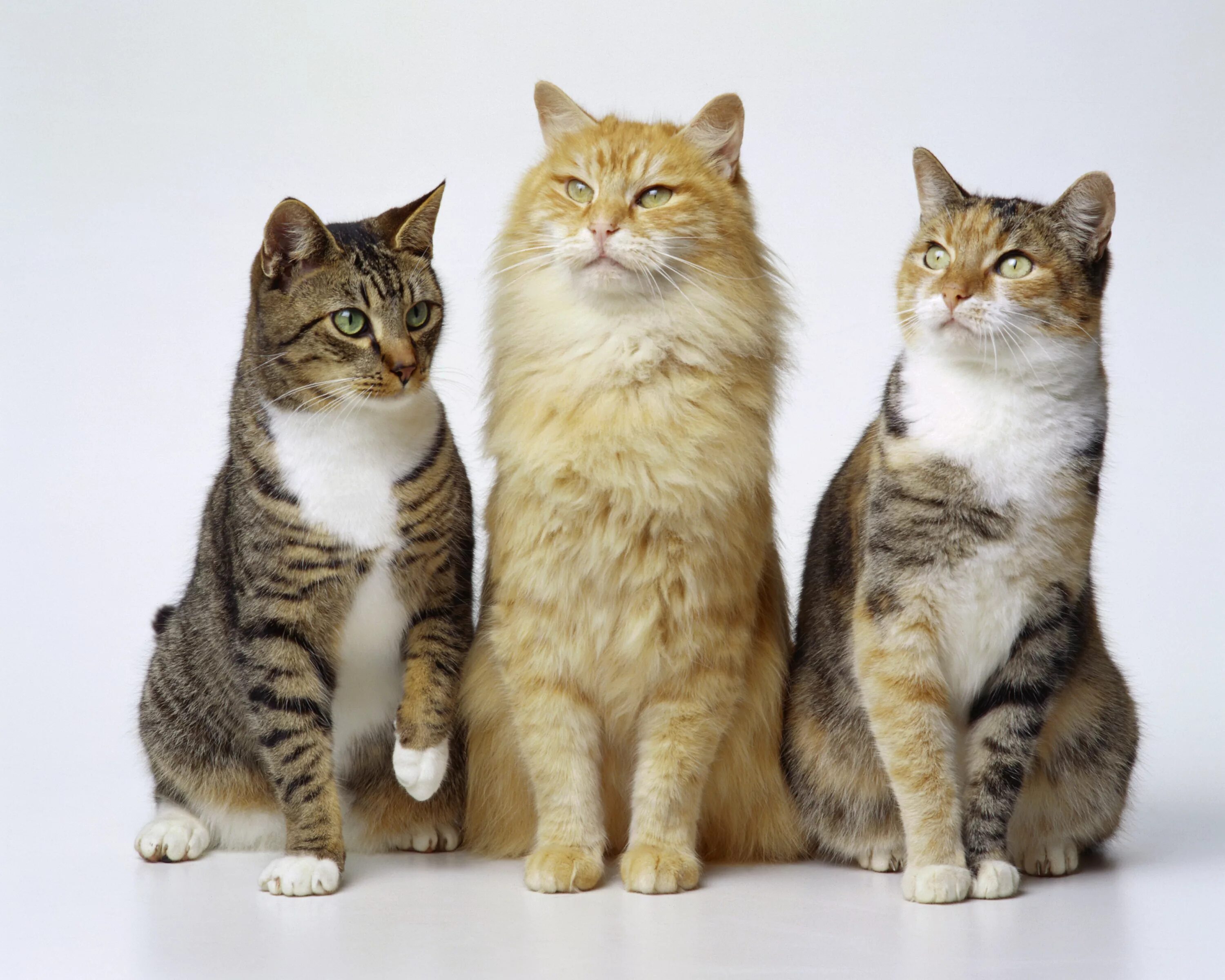 Три кошки. Разные кошки. Взрослая кошка. Кошки фото.