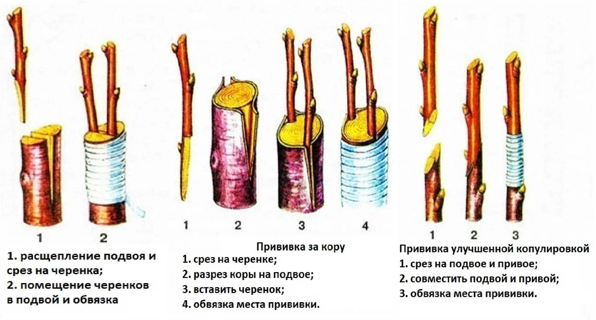 Прививки растений окулировка. Лимон прививка окулировка. Прививка подвой привой. Размножение прививкой черенком.