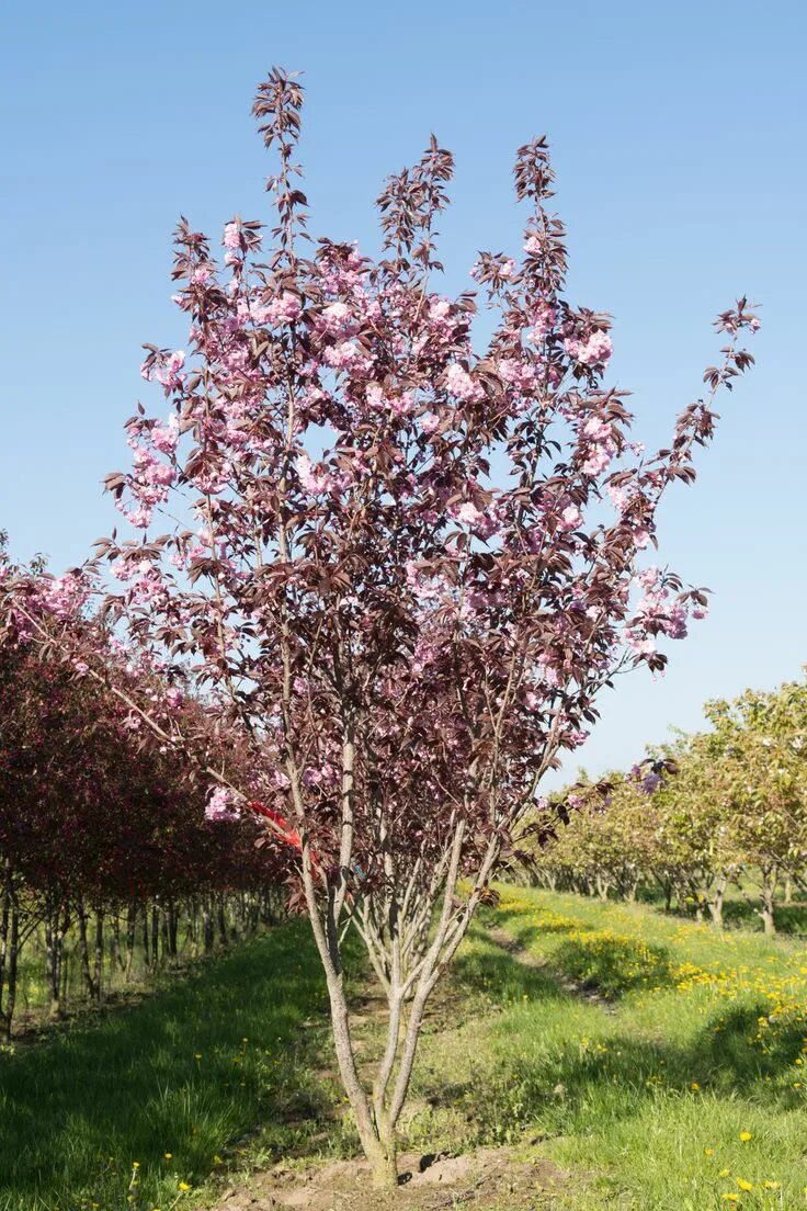 Сакура роял. Вишня мелкопильчатая роял бургунди. prunus serrulata (вишня мелкопильчатая). вишня мелкопильчатая (сакура) (prunus serrulata). вишня мелкопильчатая роял.