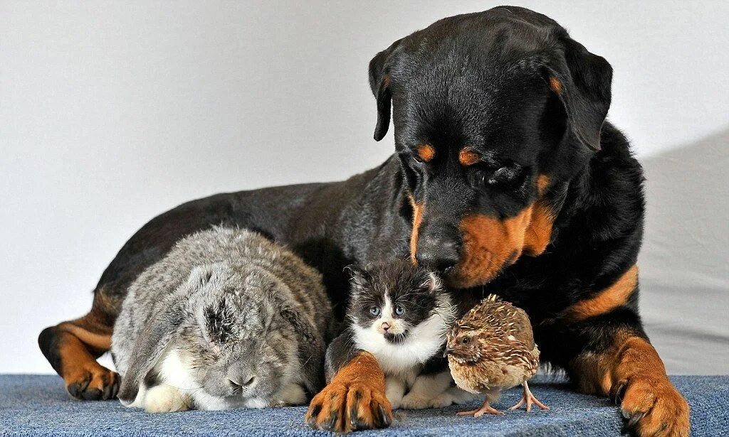 Большие собаки и кошки. Ротвейлер. Ротвейлер добрый. Ротвейлер щенок. Ротвейлер и кот.