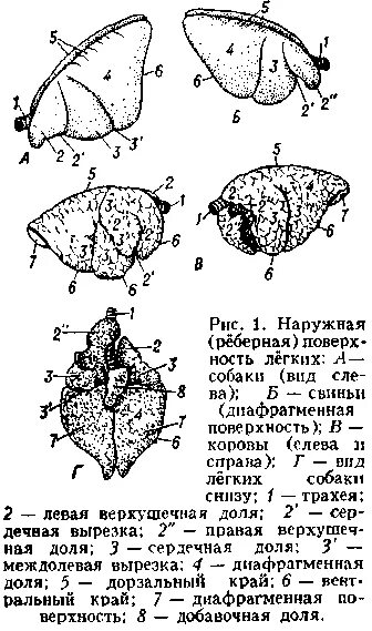 легкие свиньи анатомия. строение дыхательной системы крс. схема легких животных. строение легких коровы. сравнение дыхательных систем животных.