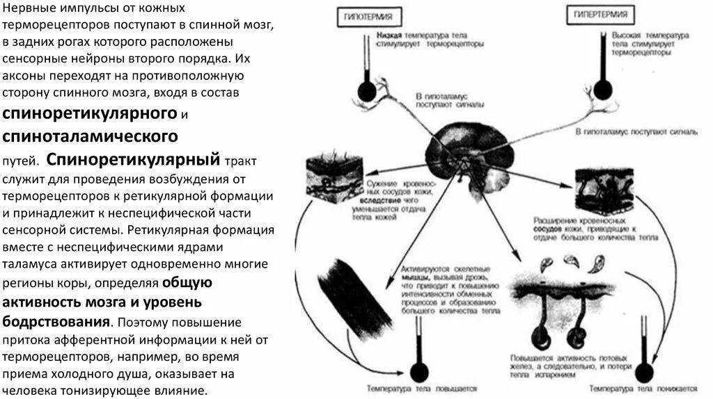 Скорость импульса мозга. Механизм возбуждения терморецепторов кожи. Терморецепторы и центры терморегуляции. Терморецепторы виды терморецепторов центр терморегуляции. Механизм возбуждения терморецепторов кожи схема.