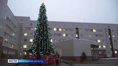 Елки вологда