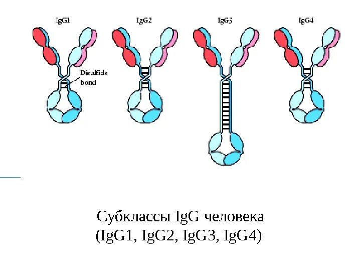 Иммуноглобулин ig. Иммуноглобулина (Immunoglobulin, ig) g4/Каппа. Подклассы иммуноглобулина g. Igg1 igg2 igg3 igg4. Подклассы иммуноглобулина g: igg1, igg2, igg3, igg4.