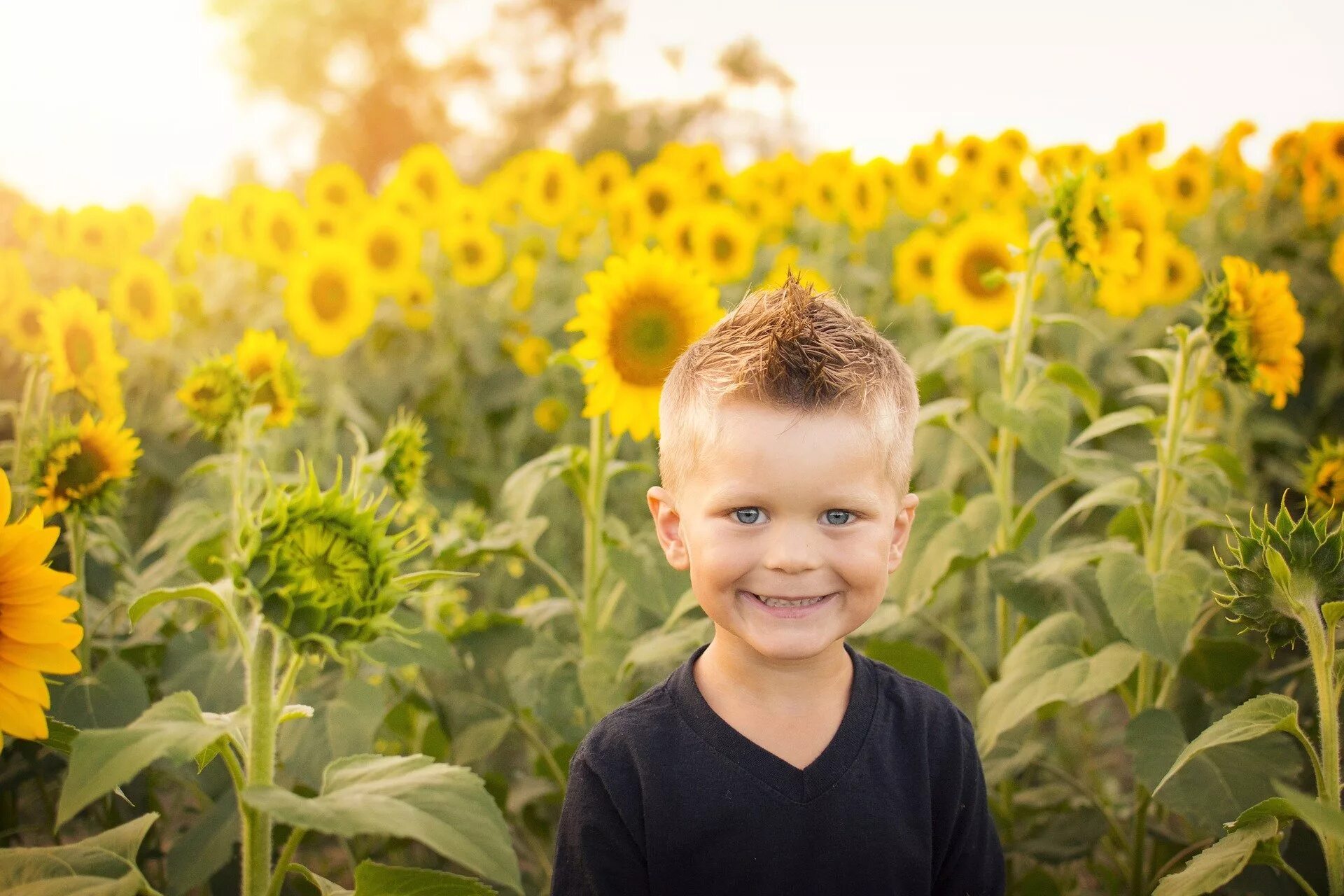 Field children. Подсолнух для детей. Дети солнца. Мальчик в подсолнухах. Человек в поле подсолнухов.