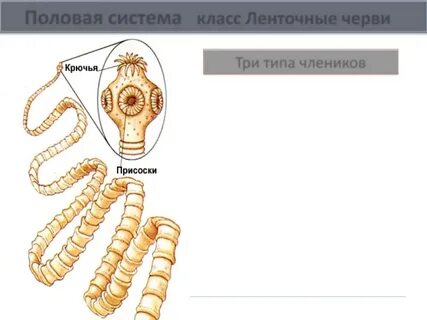 Половая система цепней