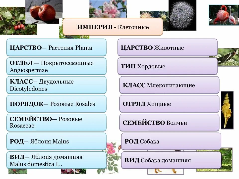 Царство отдел класс порядок род. Растение царство отдел класс семейство род вид. царство тип класс отряд семейство род вид растения. растения царство отдел класс порядок семейство род вид. систематика растений царство отделы.