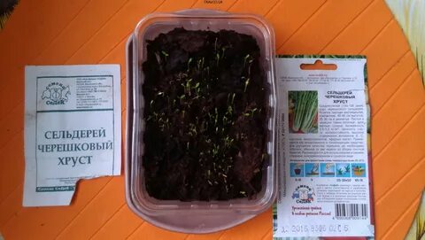 Как вырастить листовой сельдерей из семян