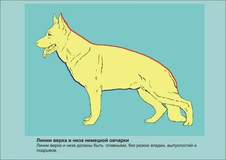 Косая длина туловища