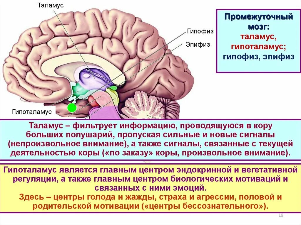 Центр голода в головном мозге. Строение мозга человека гипоталамус. Строение мозга человека таламус. Гипоталамус гипофиз таламус эпиталамус. Таламус функции лимбическая система.