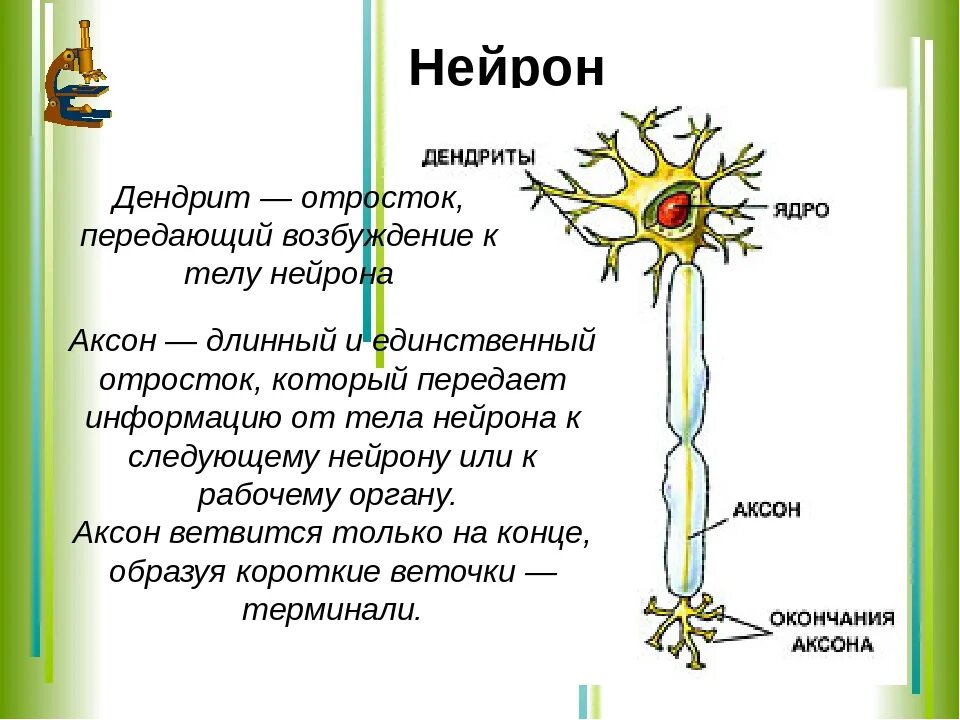 Короткие сильно ветвящиеся отростки. Строение нейрона. Отростки. Дендрит. Строение нейрона тело Аксон дендрит. Функции дендритов нейрона. Строение нейрона Аксон дендрит синапс.