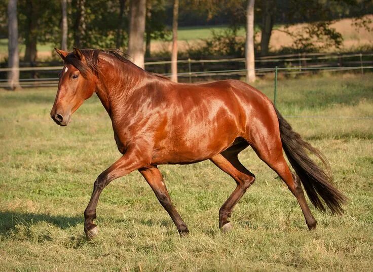 Knabstrupper, Heartbreaker. photo: Yuliya Dubrovina. Horse breeds, Horses, Beaut