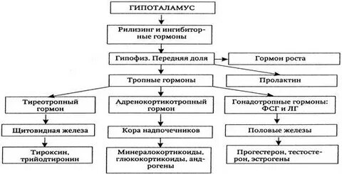 Рилизинг факторы