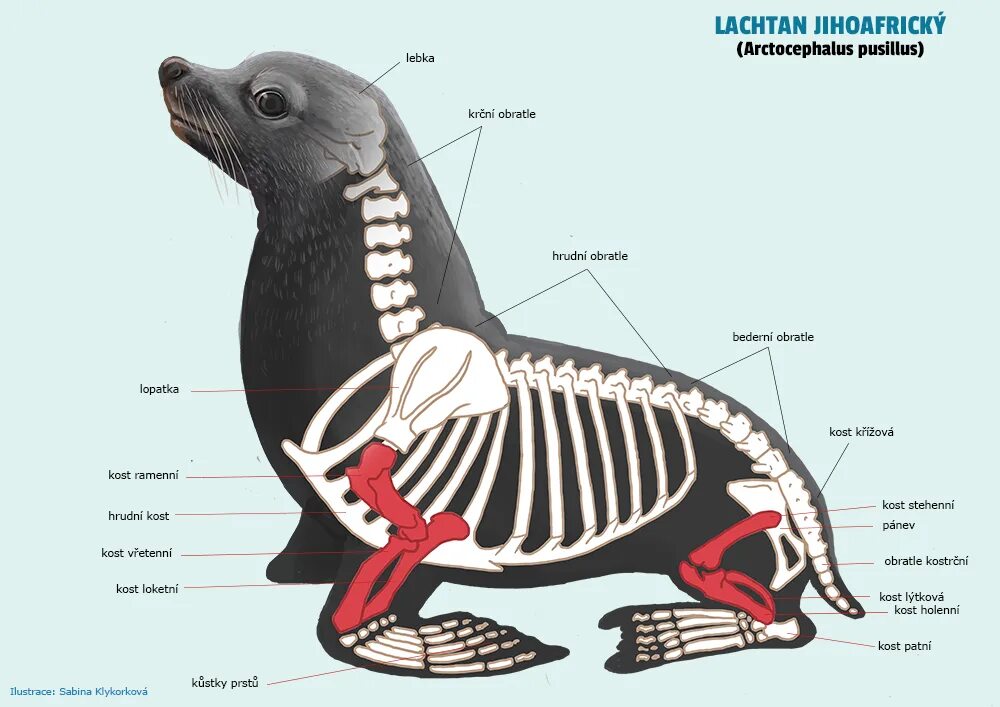 Какая более мощная структура кожи у тюленей. Строение ластоногих скелет. Анатомия тюленя. Строение ластоногих. Внешнее строение ластоногих.