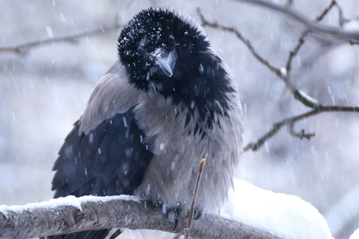 Вороны на снегу. Снежный ворон. Ворона зимой. Ворон на снегу. Жила ворона в заколоченном на зиму