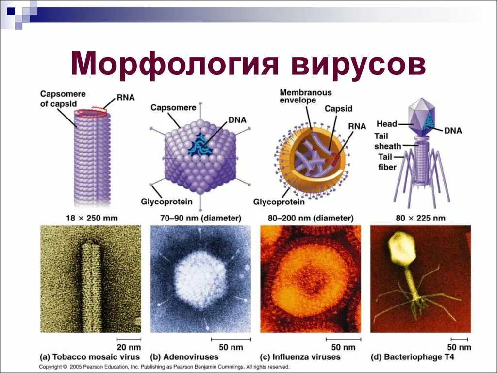 Тема бактерии и вирусы 5 класс. Структура вирусов микробиология. Структурные элементы вирусов микробиология. Морфология и структура вирусов. Вирусы морфология строение классификация вирусов микробиология.