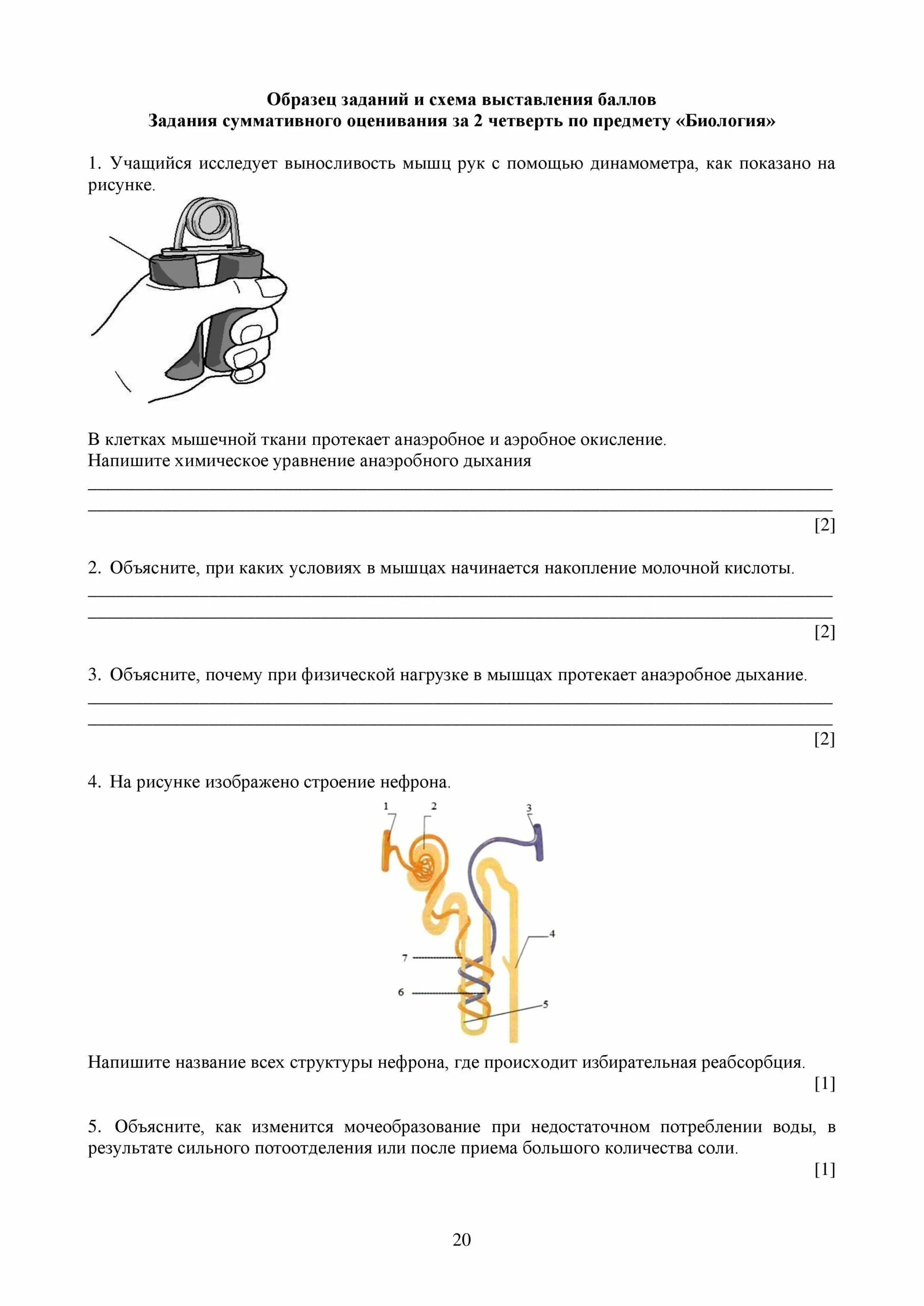 Соч по биологии 8. Ответы на сор по биологии 9 класс 2 четверть. Соч по биологии 9 класс 2 четверть. Сор по биологии ,9 класс 3 четверть. Соч биология 7 класс 2 четверть.