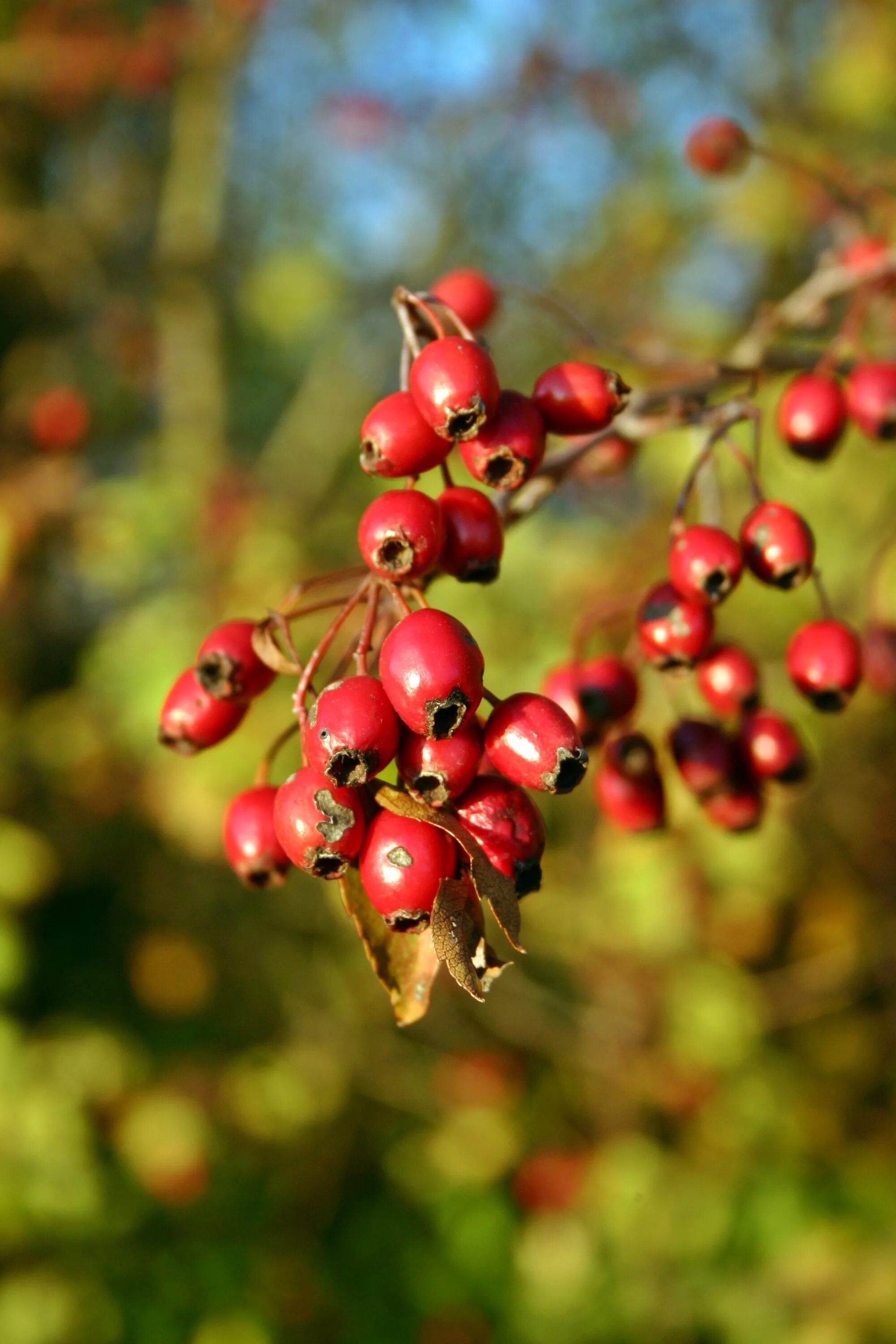 Free Images : nature, fruit, berry, leaf, flower, bush, food, red, produce, autu