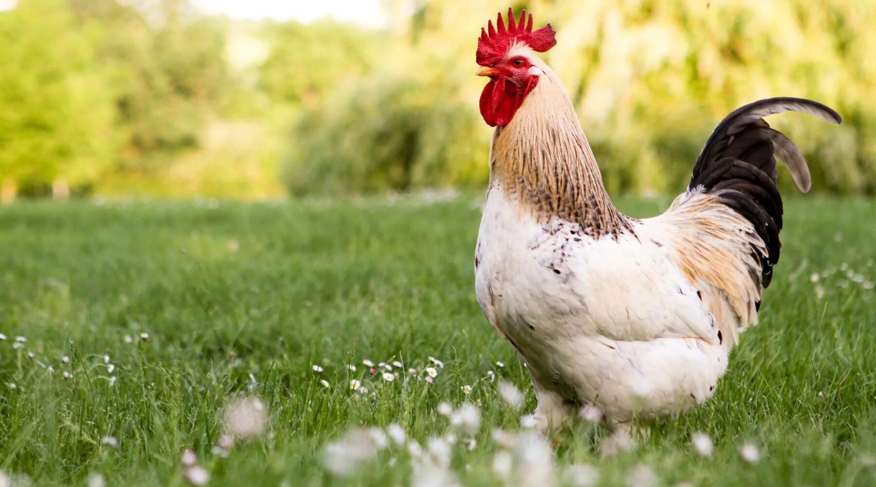 Читать chicken