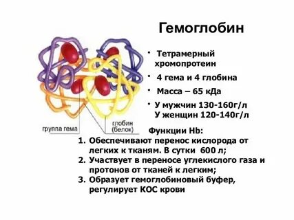 Уровень структурной организации гемоглобина