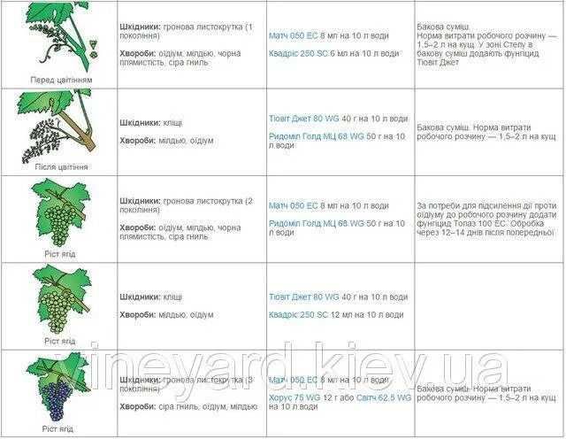 Чем обрабатывать виноград весной от вредителей. Схема обработки винограда от болезней. Таблица опрыскивания винограда весной. Таблица опрыскивания винограда. Таблица обработки винограда от болезней.