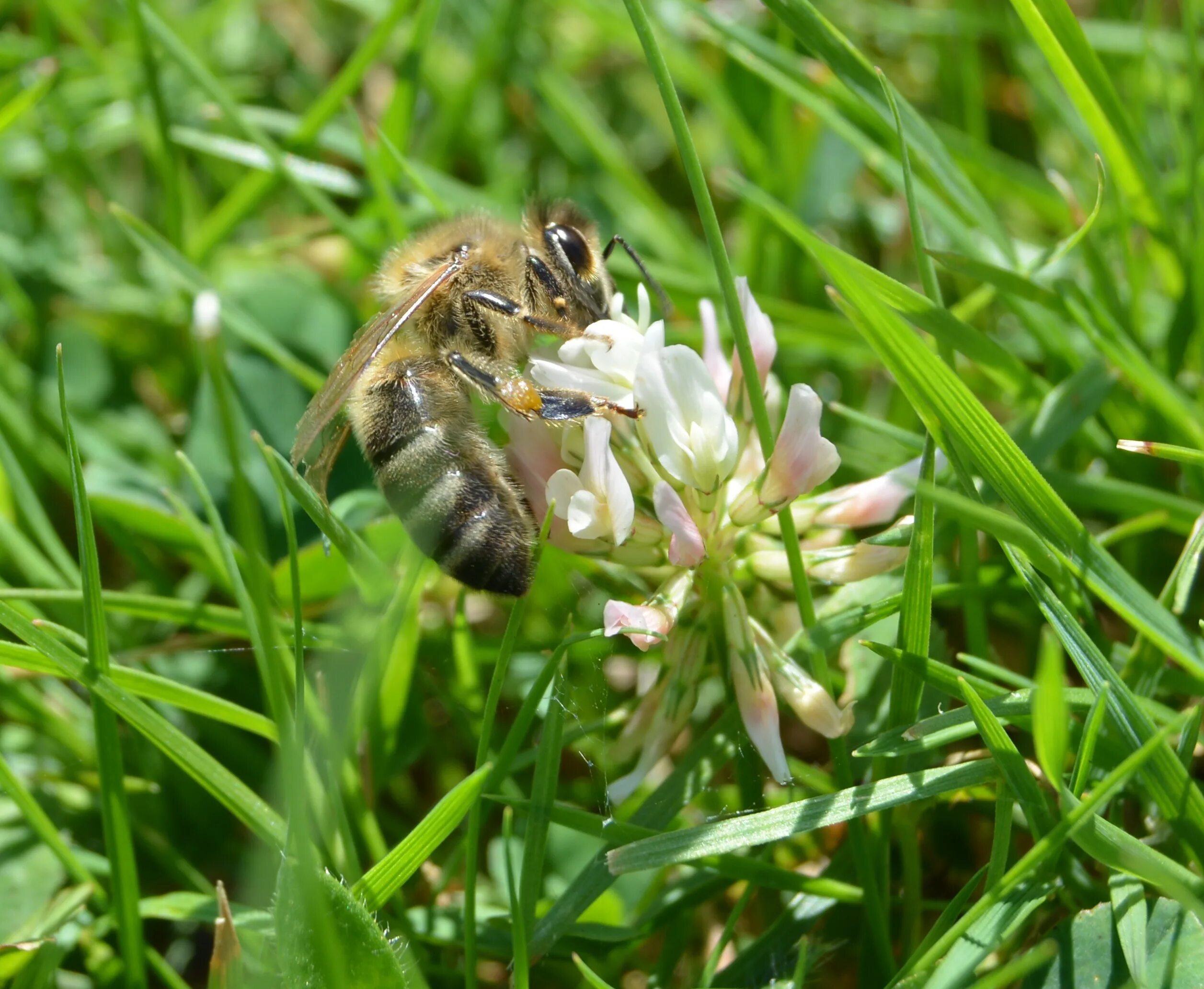 Honey meadow. Пчелы на лугу. Насекомые Луга пчела. Травяные пчелы. Луговые травы пчела.