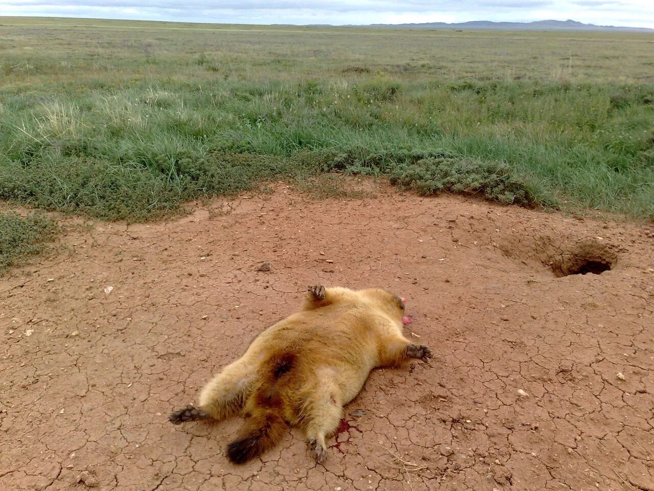 Сколько спят сурки. Сурок Байбак толстый. Степной Байбак. Суслик Байбак в норе. Норка байбака.