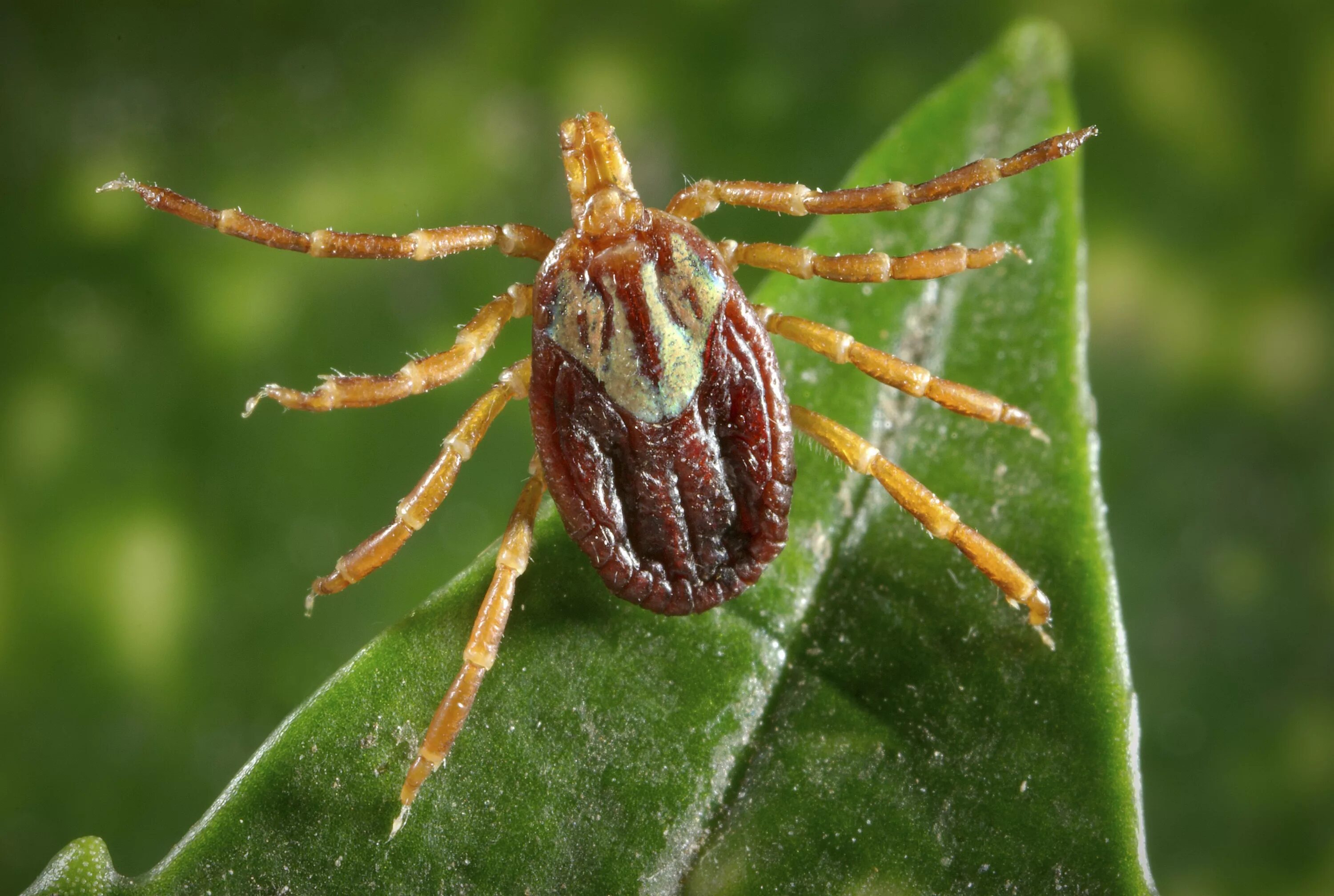 Клещи и дикие животные. Amblyomma maculatum. Клещи паукообразные. Иксодовые клещи.