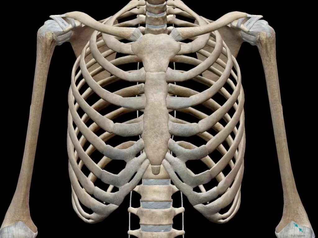 Сколько ребер у человека у женщин. Скелет грудной клетки Грудина. Анатомия грудной клетки: Грудина. Анатомия ребер грудной клетки. Грудная клетка Грудина и ребра анатомия.