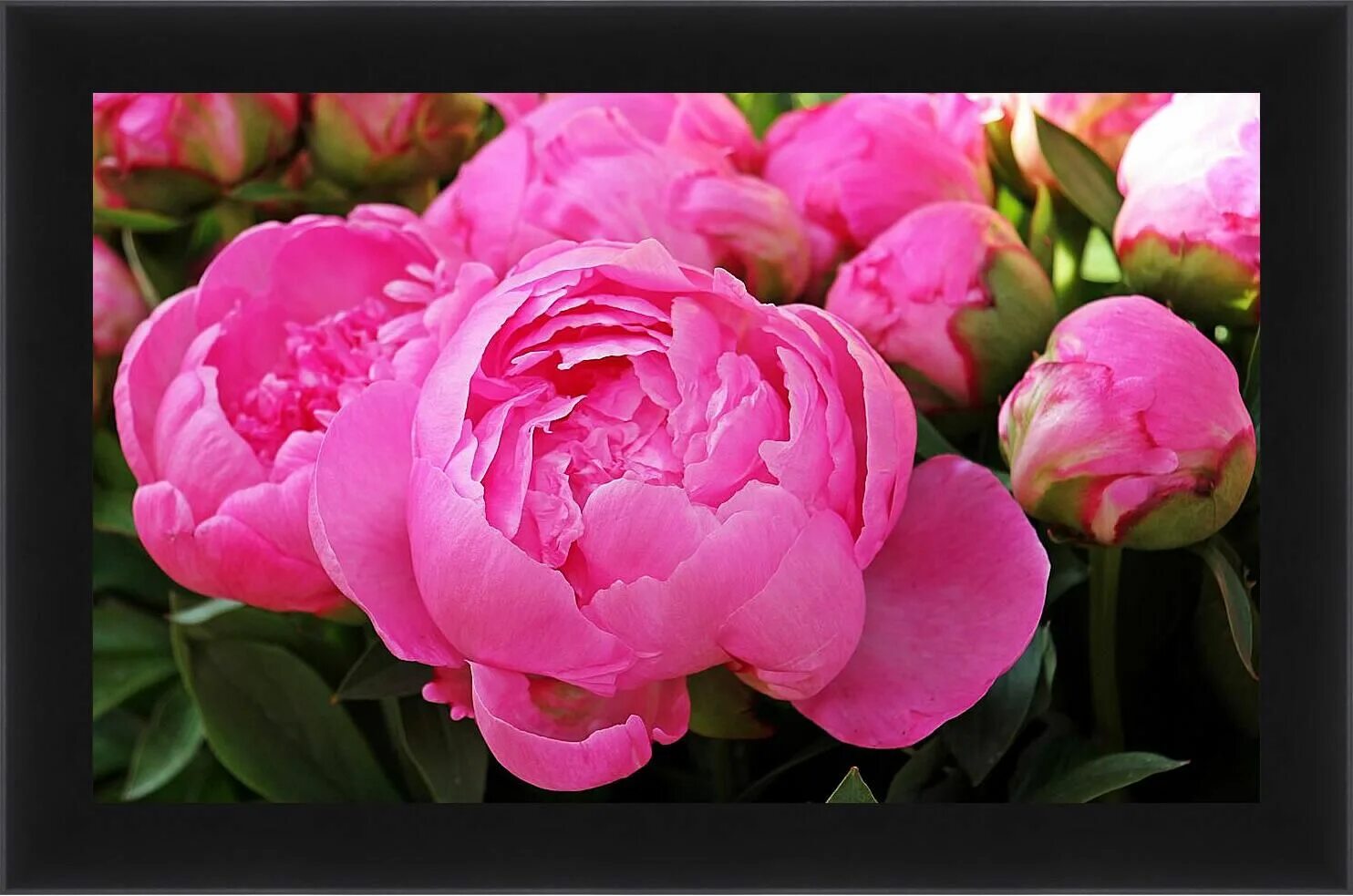 Peonies bloom