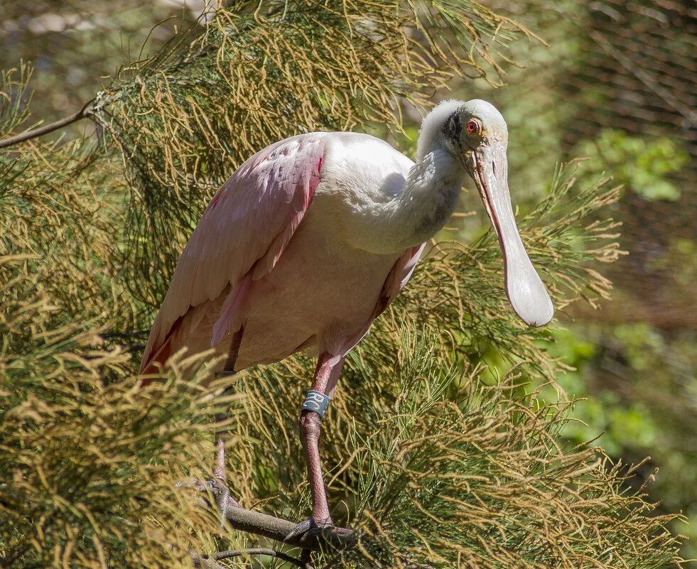 сканворд про известных людей. энергетическая система человека и чакры. аура сканворд 7. выдающиеся личности кроссворд. аура сканворд 7.